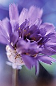 CATANANCHE CUPIDON BLUE