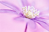 ANEMONE BLANDA, ANEMONE