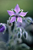 BORAGO OFFICINALIS, BORAGE