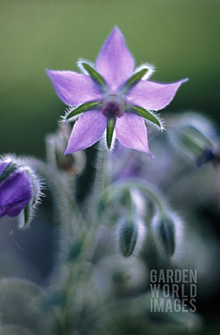 BORAGO_OFFICINALIS_BORAGE