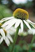 ECHINACEA PURPUREA WHITE LUSTRE, ECHINACEA, PURPLE CONEFLOWER