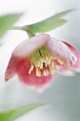 HELLEBORUS, HELLEBORE