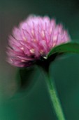 TRIFOLIUM PRATENSE, CLOVER