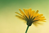 LEONTODON, HAWKBIT