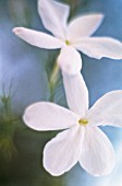 JASMINUM OFFICINALE, JASMINE