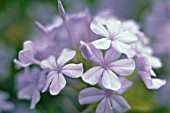 PLUMBAGO AURICULATA, PLUMBAGO