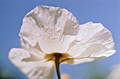 PAPAVER, POPPY