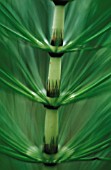 EQUISETUM ARVENSE, HORSETAIL - FIELD HORSETAIL