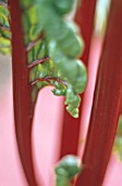 BETA VULGARIS, SWISS CHARD