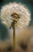 TARAXACUM OFFICINALE, DANDELION CLOCK