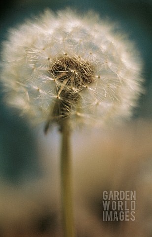 TARAXACUM_OFFICINALE_DANDELION_CLOCK