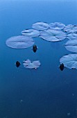 NYMPHAEA, WATER LILY