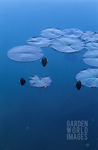 NYMPHAEA_WATER_LILY