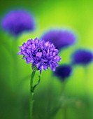 CENTAUREA CYANUS, CORNFLOWER