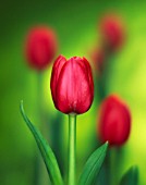 TULIPA, TULIP