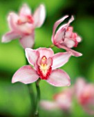 CYMBIDIUM, ORCHID