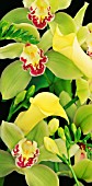 CYMBIDIUM, ORCHID