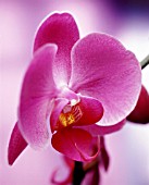 PHALAENOPSIS, ORCHID - MOTH ORCHID