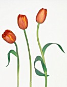 TULIPA, TULIP