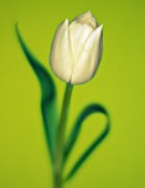 TULIPA, TULIP