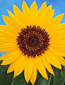 HELIANTHUS ANNUS, SUNFLOWER