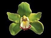 CYMBIDIUM, ORCHID