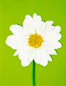 CHRYSANTHEMUM, DAISY, CHRYSANTHEMUM