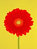 GERBERA, GERBERA