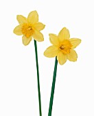 NARCISSUS, DAFFODIL