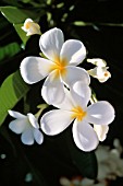 PLUMERIA ALBA, FRANGIPANI, WEST INDIAN JASMINE, MONOI