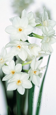 NARCISSUS_DAFFODIL