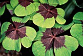 OXALIS TETRAPHYLLA IRON CROSS, LUCKY CLOVER