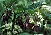 SYMPHYTUM OFFICINALE, COMFREY