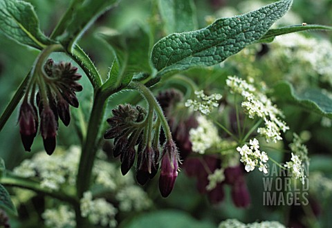 SYMPHYTUM_OFFICINALE_COMFREY