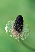 PLANTAGO LANCEOLATA, PLANTAIN - RIBWORT