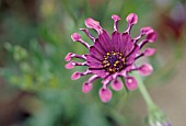 OSTEOSPERMUM PINK WHIRLS, OSTEOSPERMUM