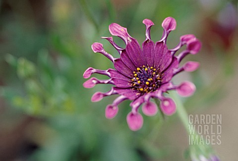 OSTEOSPERMUM_PINK_WHIRLS_OSTEOSPERMUM