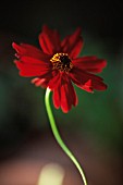 COREOPSIS ‘LIMEROCK RUBY’, COREOPSIS