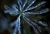 ACHILLEA ‘FORNCETT CANDY’, YARROW