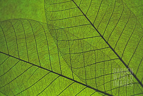 LEAF_DETAIL