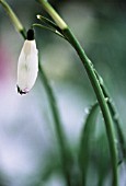 GALANTHUS ELWESII, SNOWDROP