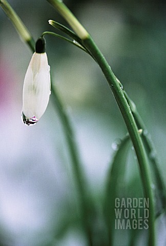 GALANTHUS_ELWESII_SNOWDROP