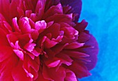 PAEONIA ‘INSPECTOR LAVERGNE’, PEONY