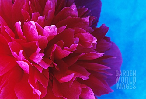 PAEONIA_INSPECTOR_LAVERGNE_PEONY