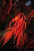 ACER PALMATUM DISSECTUM ATROPURPUREUM, JAPANESE MAPLE