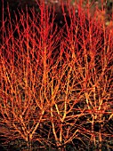 CORNUS SANGUINEA ‘MIDWINTER FIRE’, DOGWOOD