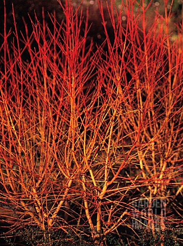 CORNUS_SANGUINEA_MIDWINTER_FIRE_DOGWOOD