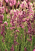 LAVANDULA AUGUSTIFOLIA ‘GEM’, LAVENDER