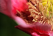 PAPAVER SOMNIFERUM, POPPY - OPIUM POPPY