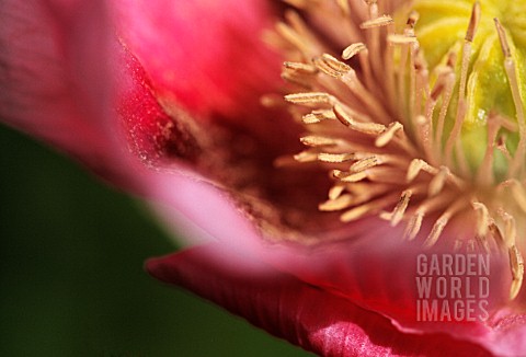 PAPAVER_SOMNIFERUM_POPPY__OPIUM_POPPY